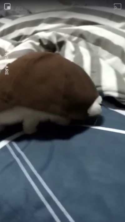 I'm a turtle :D
