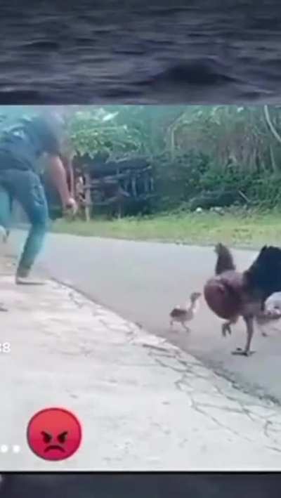 Chicks 