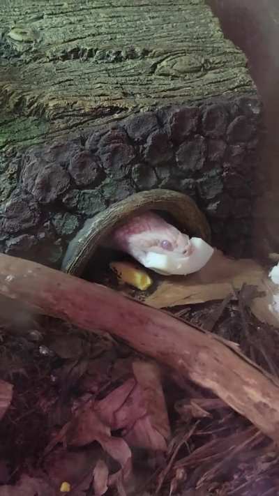 Danger Noodle is in shed but still voracious as ever, so I let him try hard boiled egg as a treat