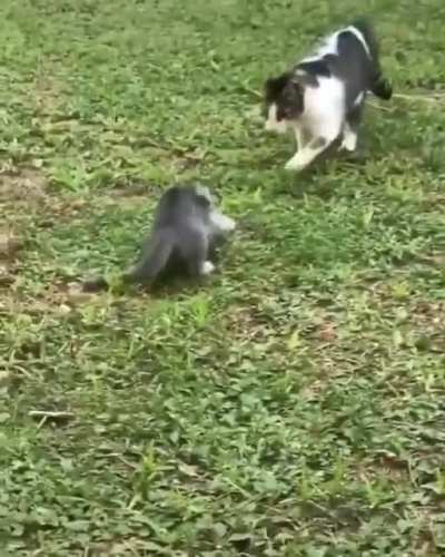 Practicing hunting