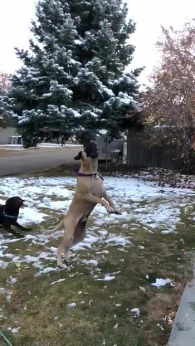 Thought this community would appreciate this video of my buddy’s dog.