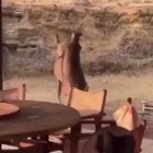 public fight [Animal freakout]
