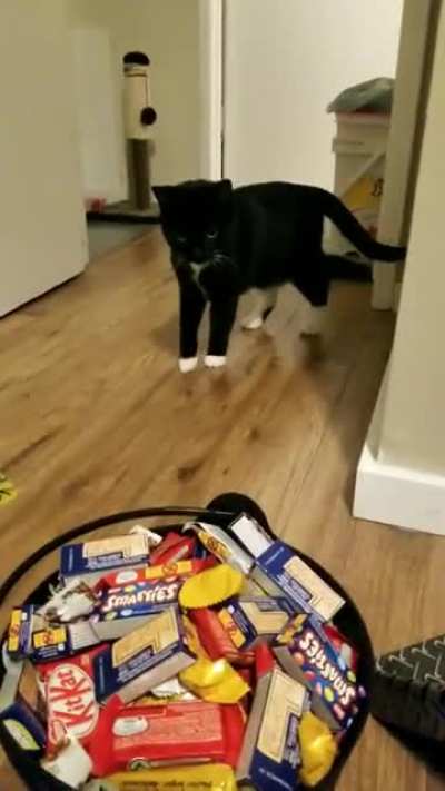 Lucifurr got spooked by the candy bowl!