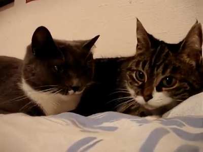 They are definitely plotting something