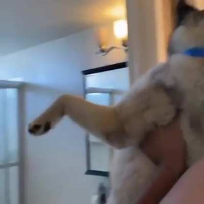 Typical husky.