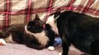 Special needs cat who can't groom himself + nervous foster cat who grooms things to calm himself = win-win!