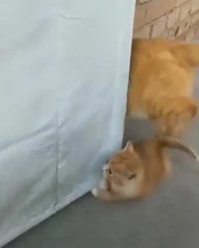 Котики