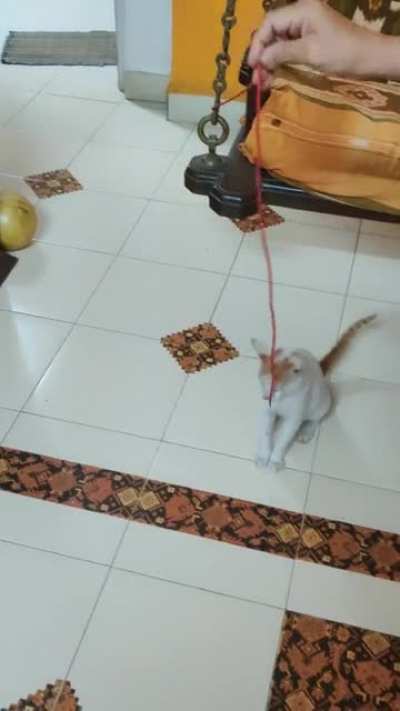 One of the strays that comes to our house for food everyday. She got scared of the ball but loved the string.