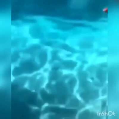 В яблочко, сука!