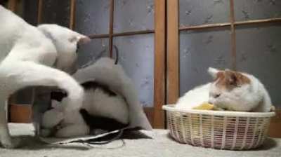 You can run but you cannot hide from Hitcat