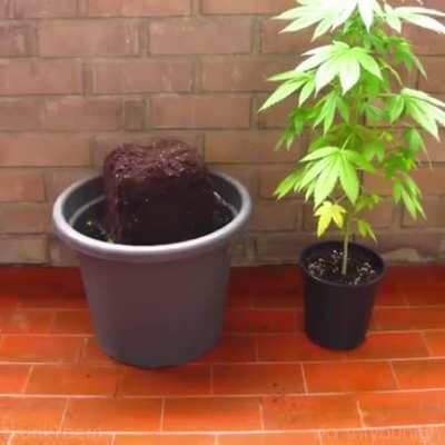 From seed to weed