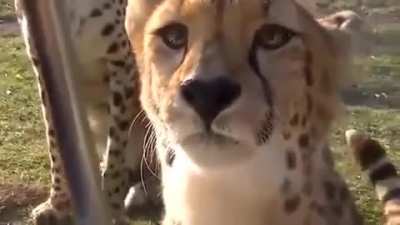 Cheetahs don't roar, they meow like housecats.