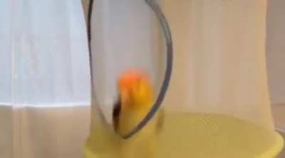 Birdie Trampoline!