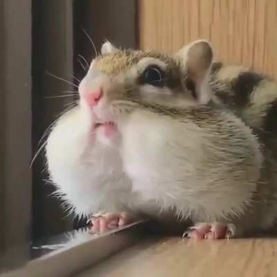 Cute hiccup