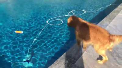 My dog contemplating which side of the pool to jump from