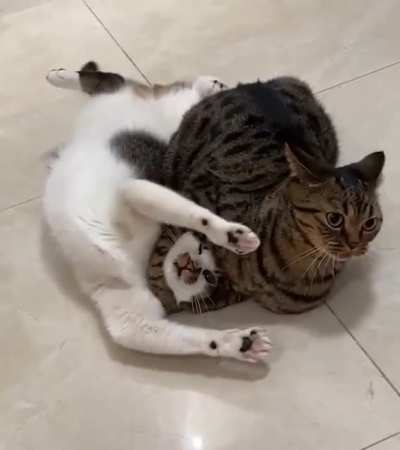 CaT gOt KilLeD dUrInG UMFC - uLTiMaTe mEOW FiGhtinG CHamPIONshIP