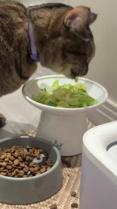Lettuce Cat