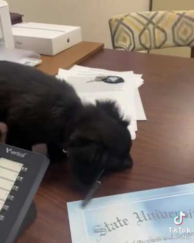 A great office assistant doggo.