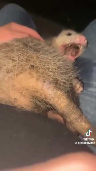 His name is Ralph