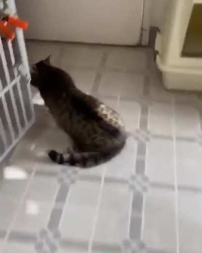 Cat forgot how to run