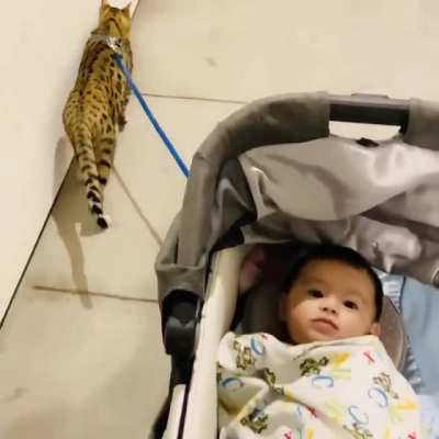 My cat has no clue I let go of the stroller.