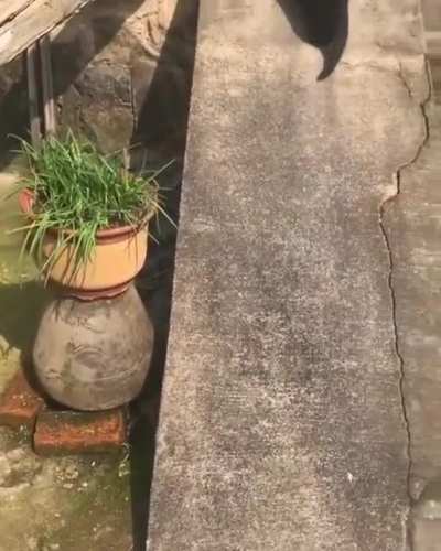 Thought you all would enjoy this void having fun!