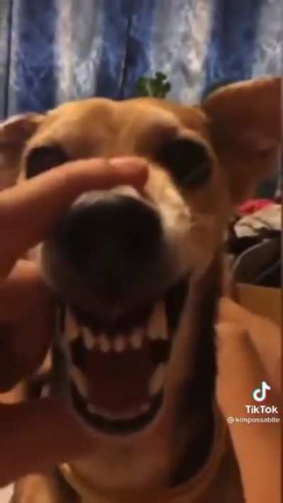 Cão do cão