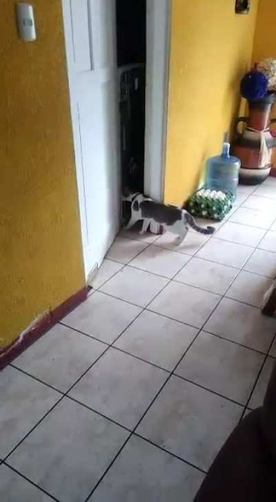 Es mi gato, está loco.