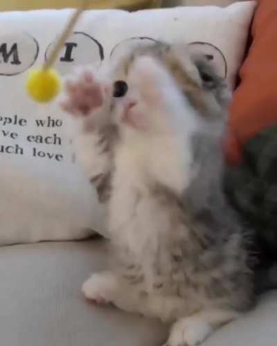 Fluffy smol cat