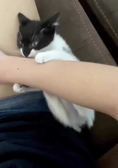 I Swear She Is Possessed Or A Mini Shat (Shark Cat)