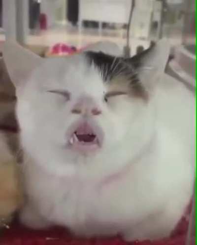 sleeping beauty