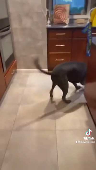 Dog does not appreciate diet (from @haleyanddunkin in tik tok)
