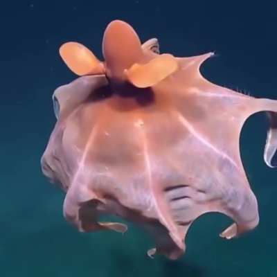🔥 Octopus stretches its tentacles to form a ball