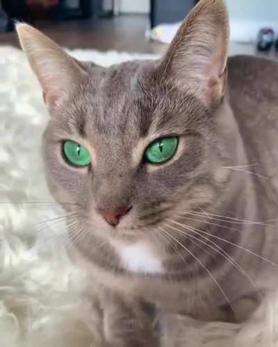 A very intense gaze with stunning green eyes