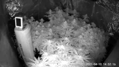 I made a time lapse of my tent from late veg to mid flower.