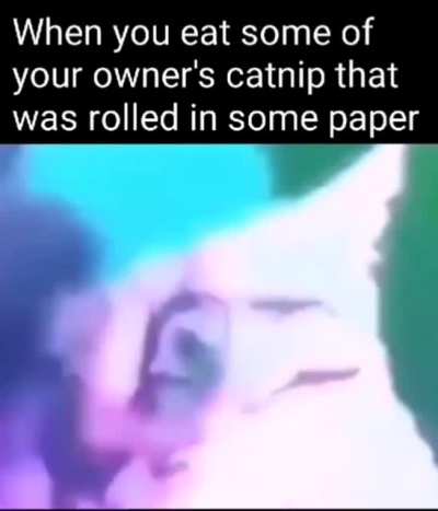 Meow owner, where did you find this
