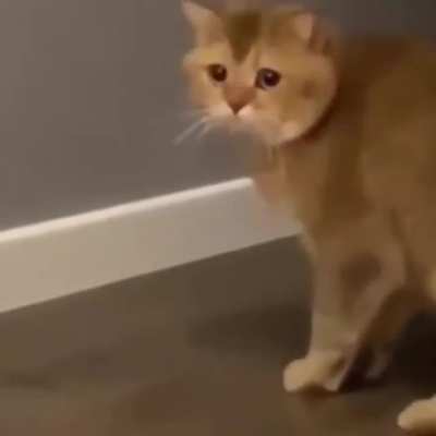 Ração De Gato