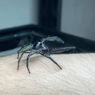 She said NO and left!! Rom and Andre my Hyllus giganteus.