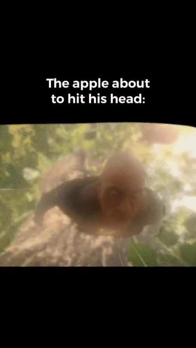 *Bonk* Gravity