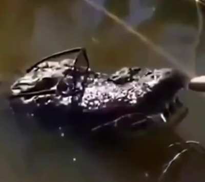 Bad to the Lacoste