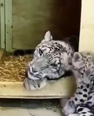 Котики