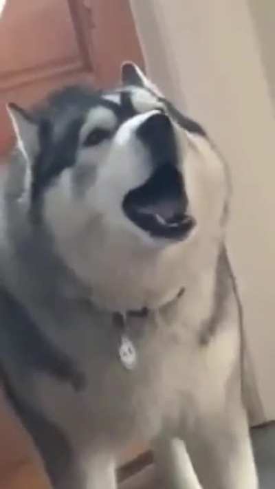 Huskies are a different beast