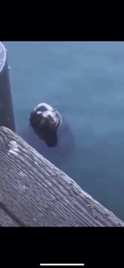 Sea screamer I don’t k ow what they are called