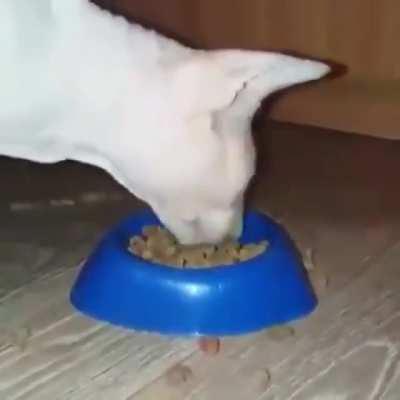 Good kitty
