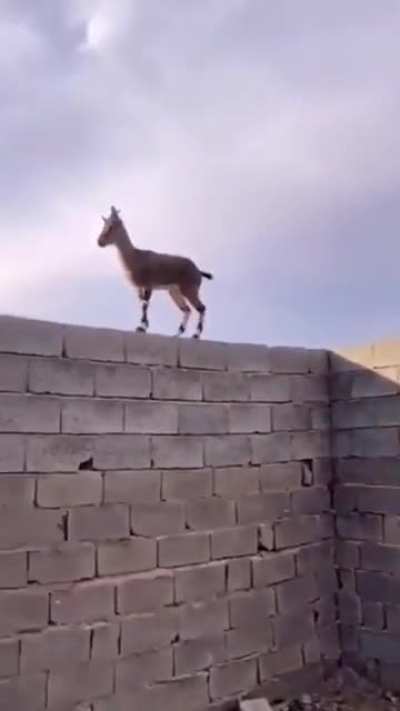 Spidergoat