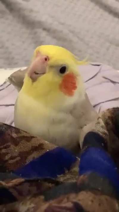 Cookie, cookie