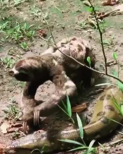 You'd have to be slow to not realize how dangerous it is to step on an anacondas head.