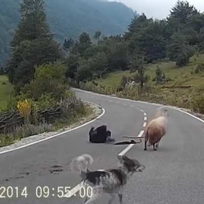 sheep play dirty too