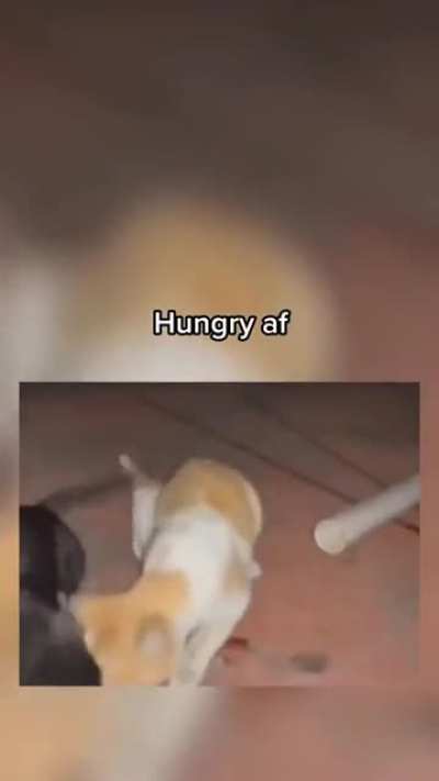 Cet