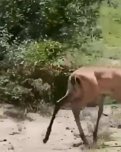 Nature is ruthless.